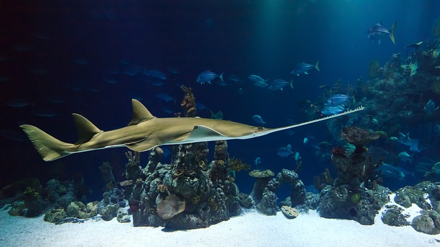 水族館のサメ